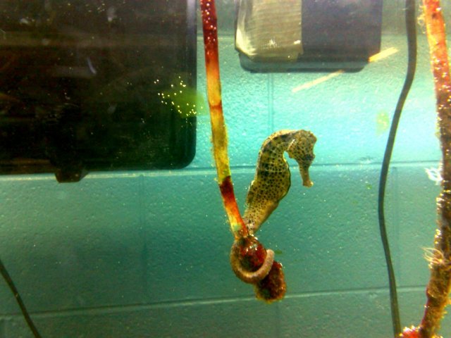 GumboLimbo6.jpg, 170 KB