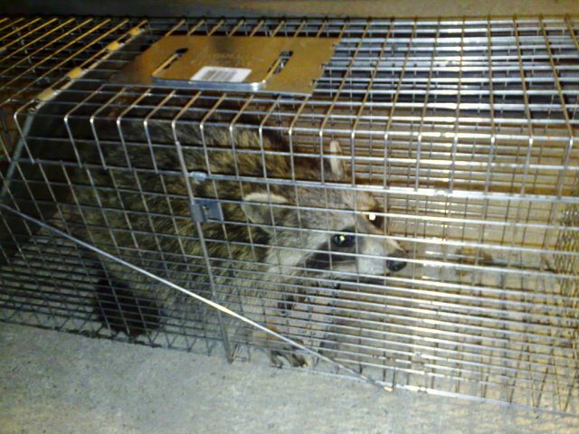 raccoon.jpg, 179 KB