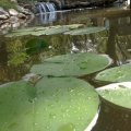 Botanicka bašta - vodopad i lokvanji