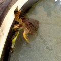 Gumbo Limbo - džinovska kornjača izviruje iz bazena